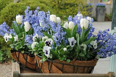 Hyacinthus Delft Blue, Tulip Calgary, Hyacinth Delft Blue, Tulipa Calgary